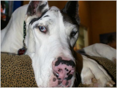 adoptable great danes near me